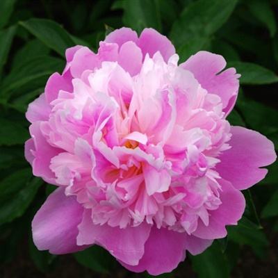 乐动体育app官网入口